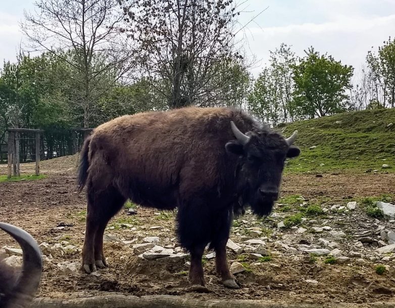 GUSTI Bison