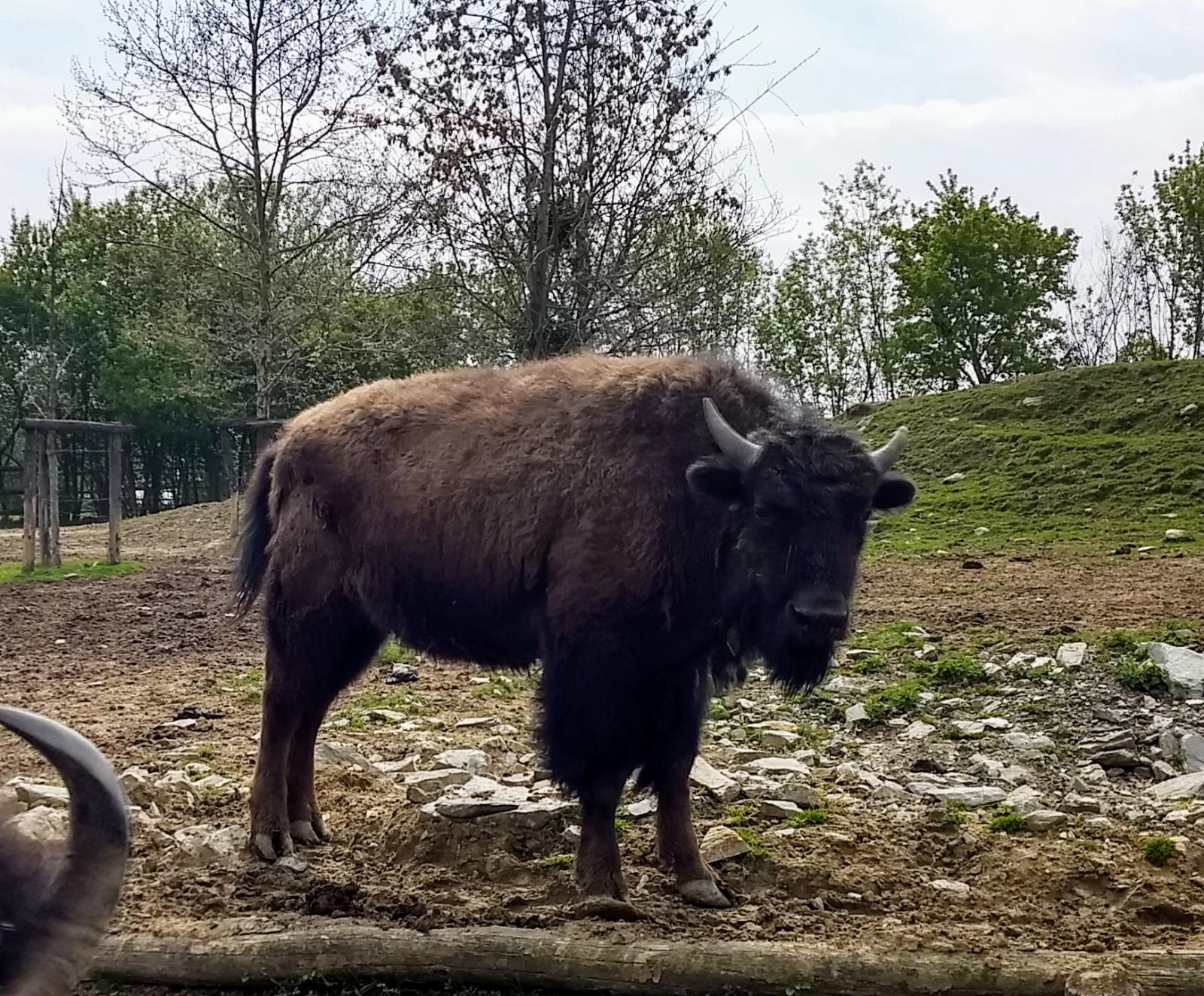 GUSTI Bison
